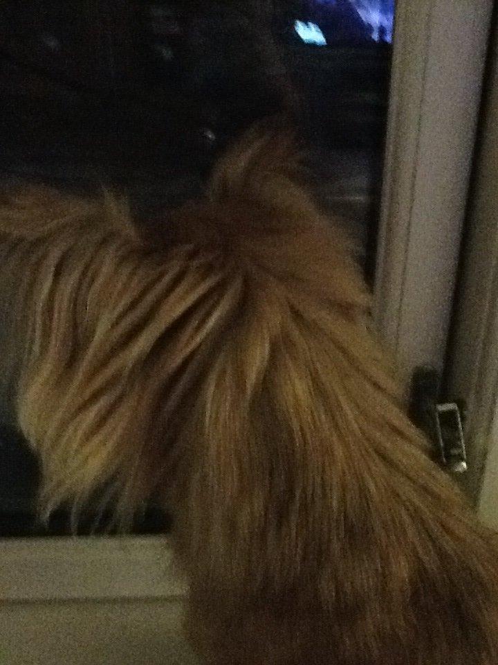 Chihuahua Chico billede 33