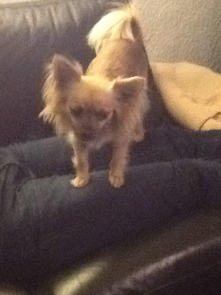 Chihuahua Chico billede 35