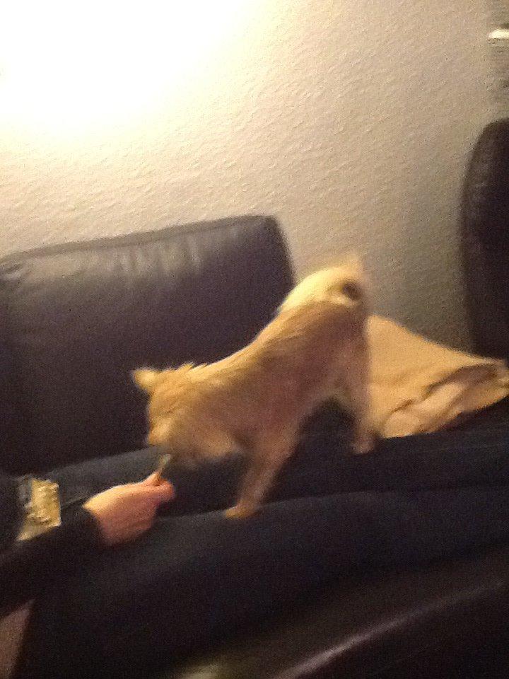 Chihuahua Chico billede 36