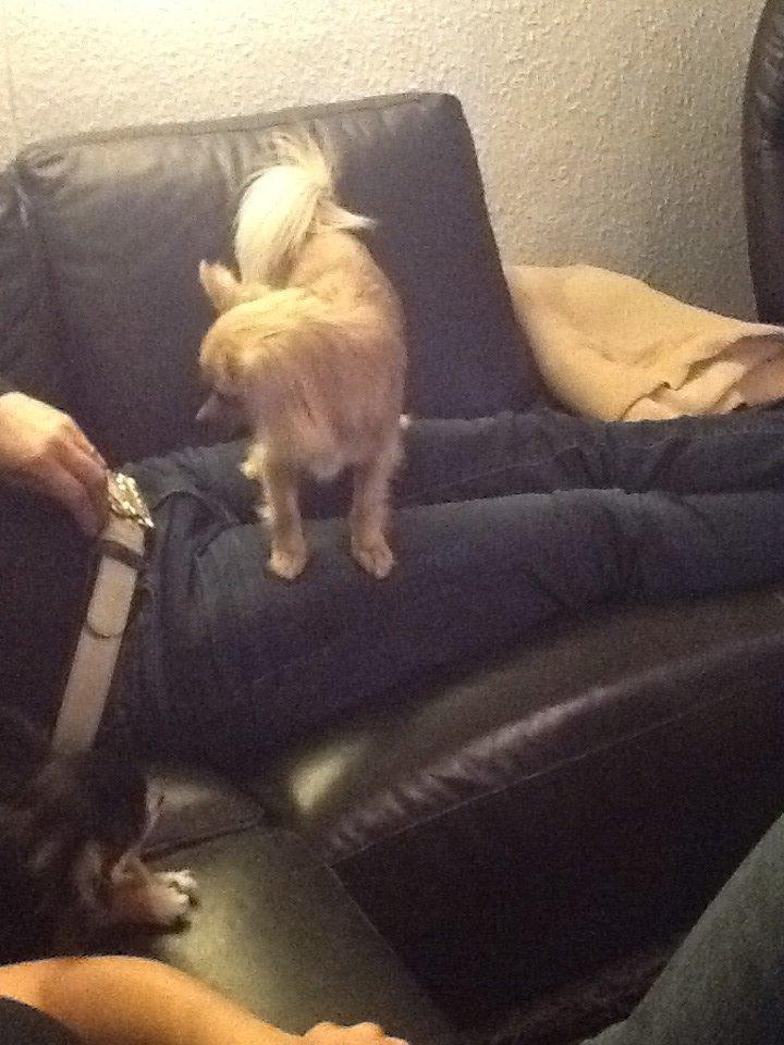 Chihuahua Chico billede 37