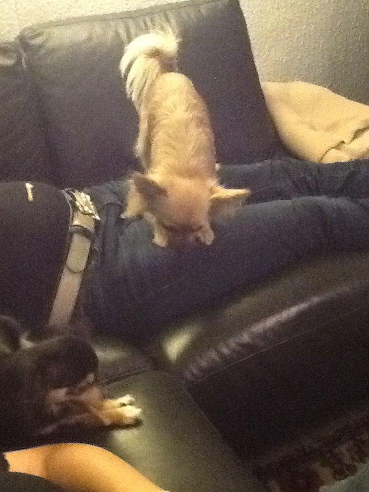 Chihuahua Chico billede 38