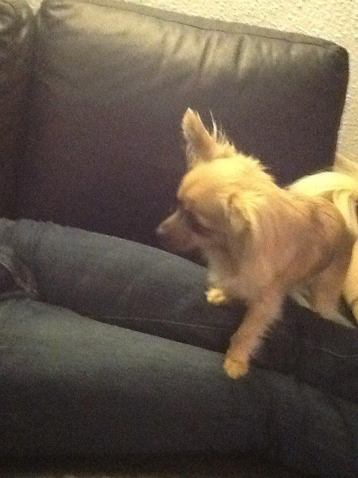 Chihuahua Chico billede 39