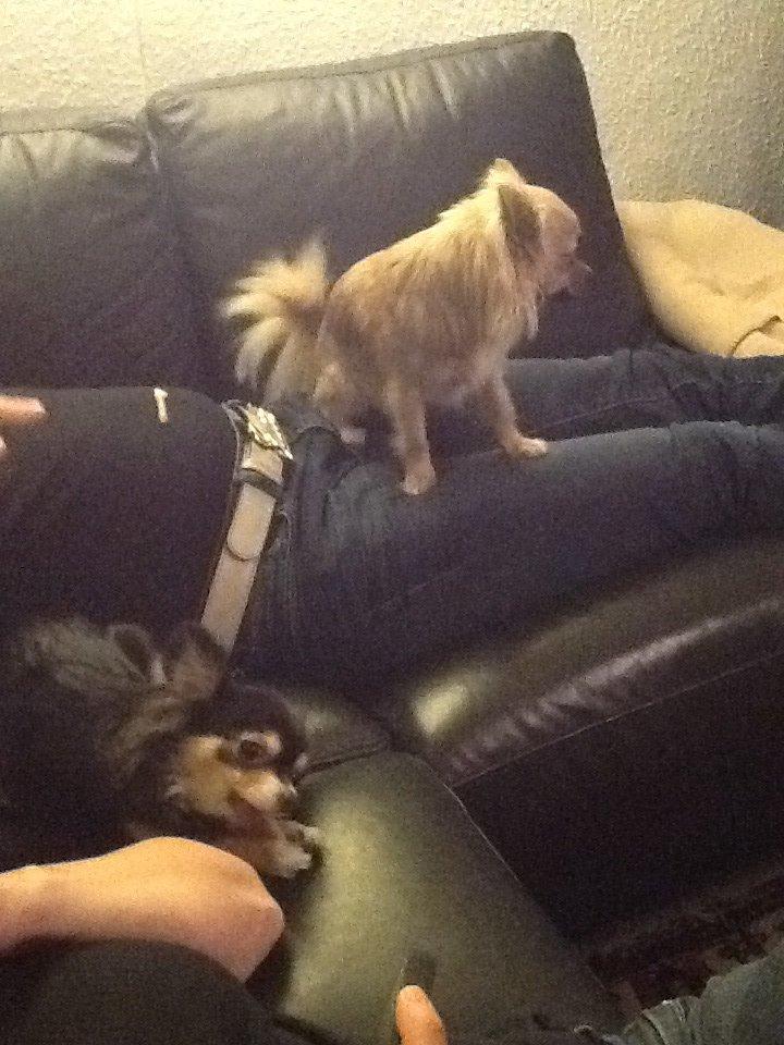 Chihuahua Chico billede 40