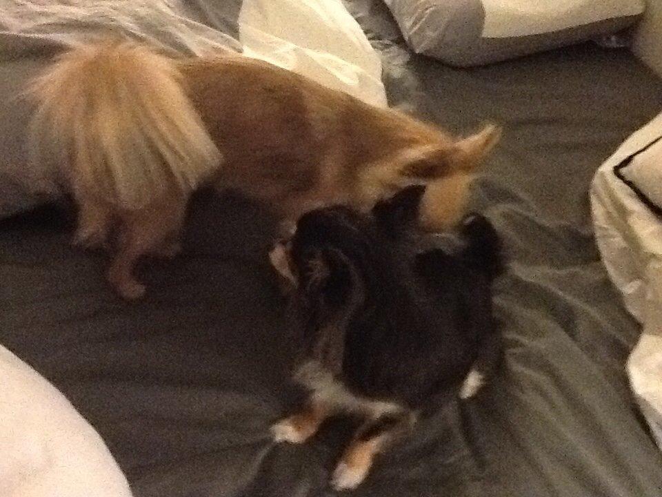 Chihuahua Chico billede 41