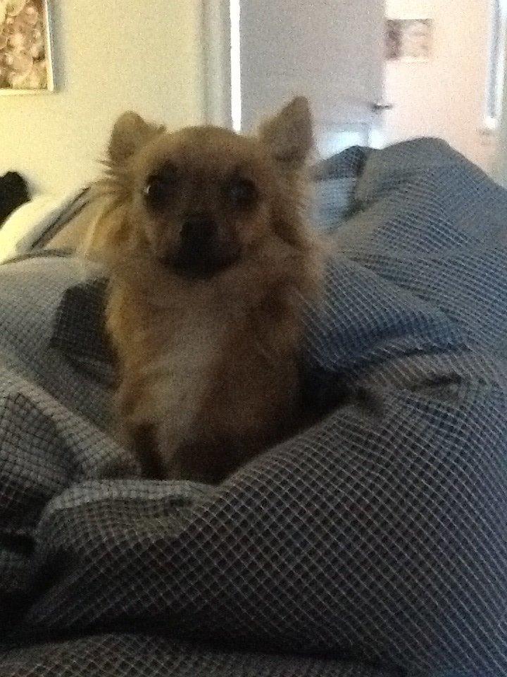 Chihuahua Chico billede 42