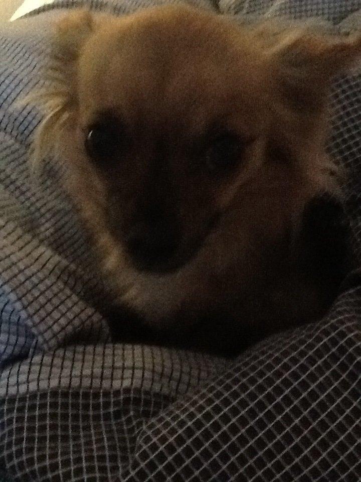 Chihuahua Chico billede 43