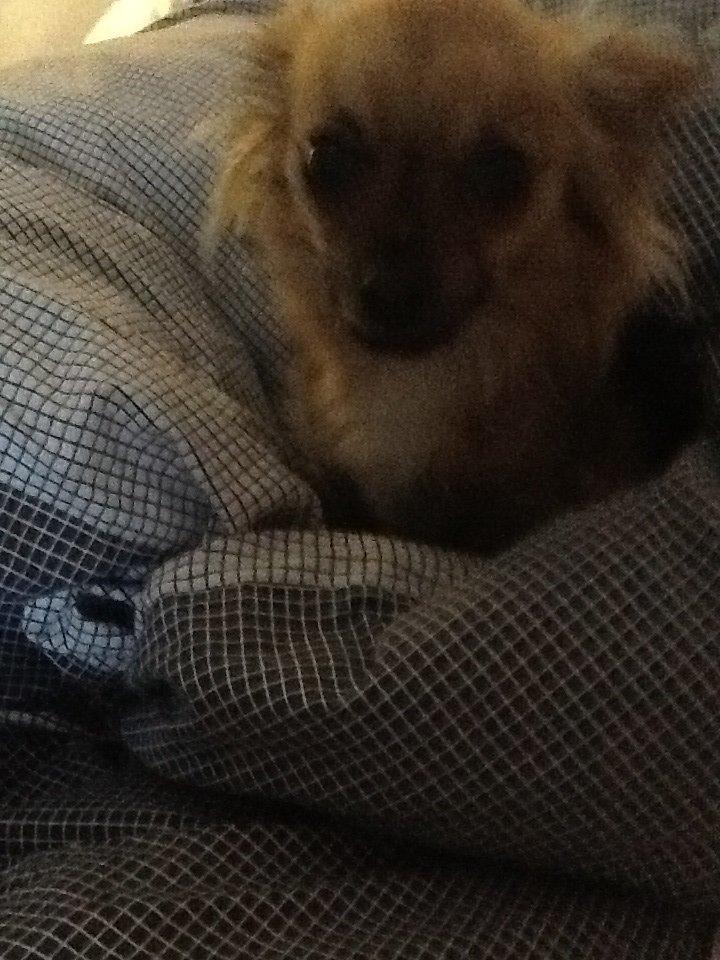 Chihuahua Chico billede 44