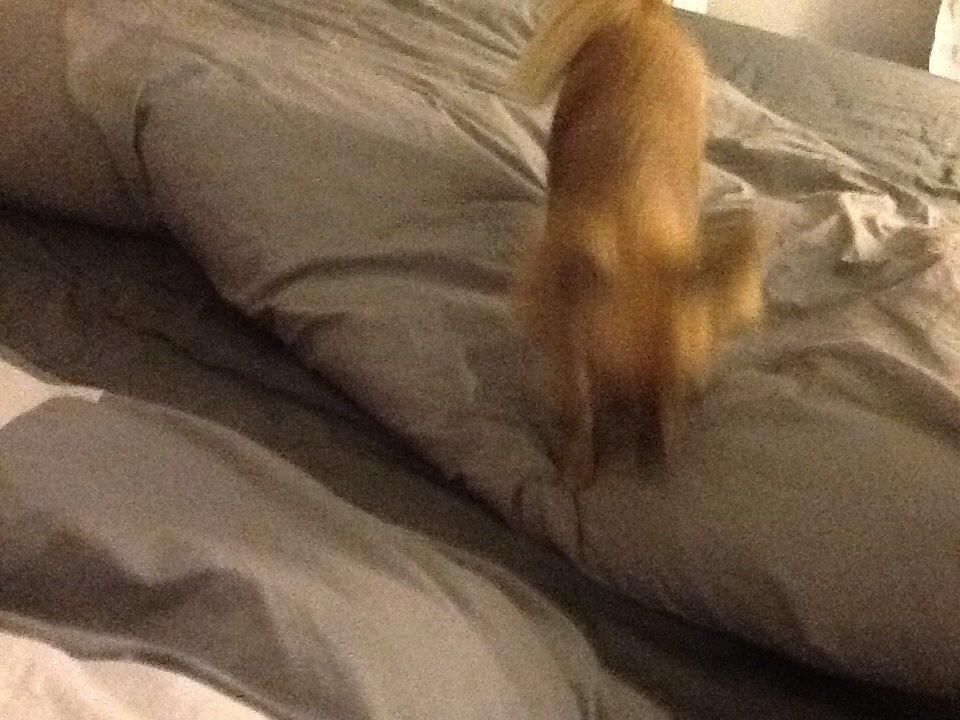 Chihuahua Chico billede 45