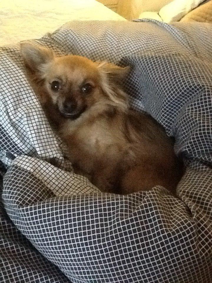 Chihuahua Chico billede 46