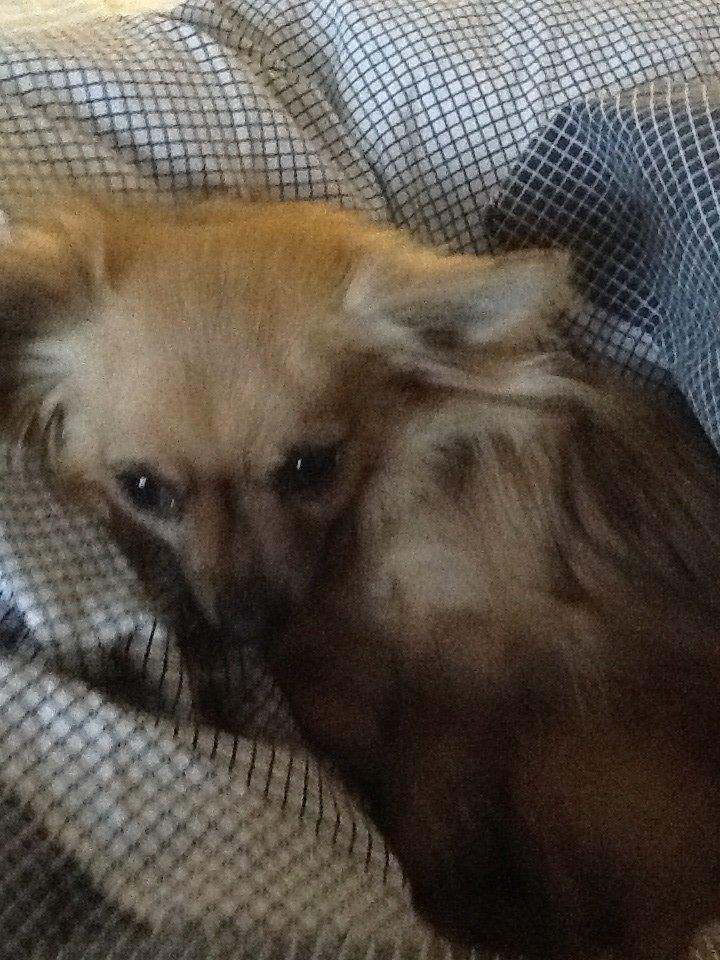 Chihuahua Chico billede 48