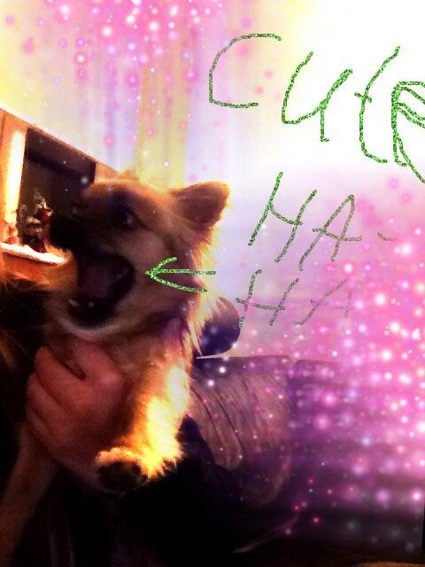 Chihuahua Chico billede 49