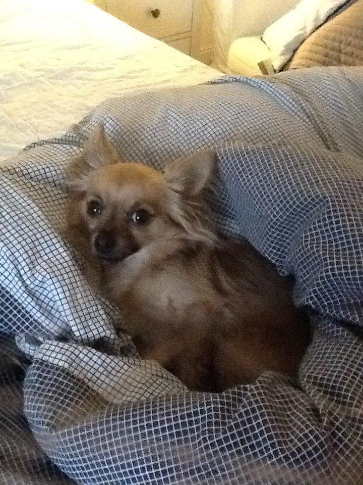 Chihuahua Chico billede 50