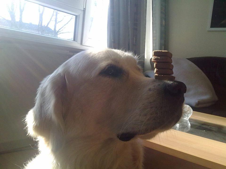 Golden retriever Manse billede 26