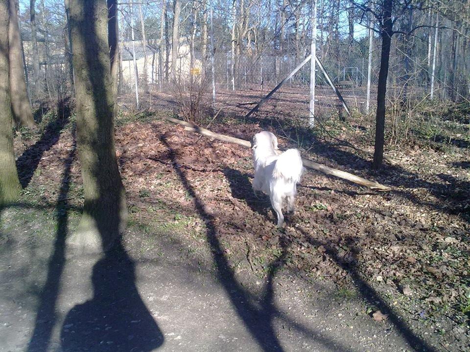 Golden retriever Manse billede 27