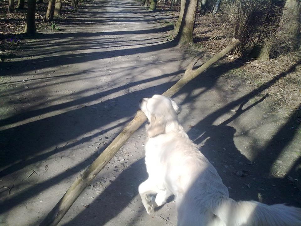 Golden retriever Manse billede 28
