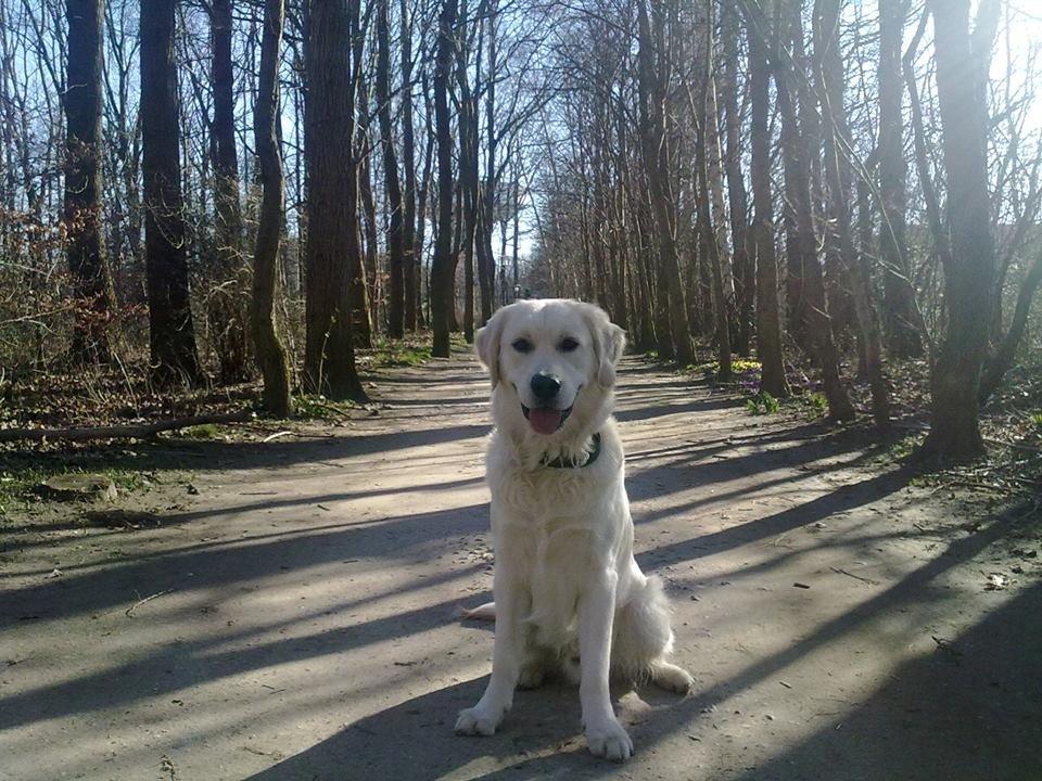 Golden retriever Manse billede 2