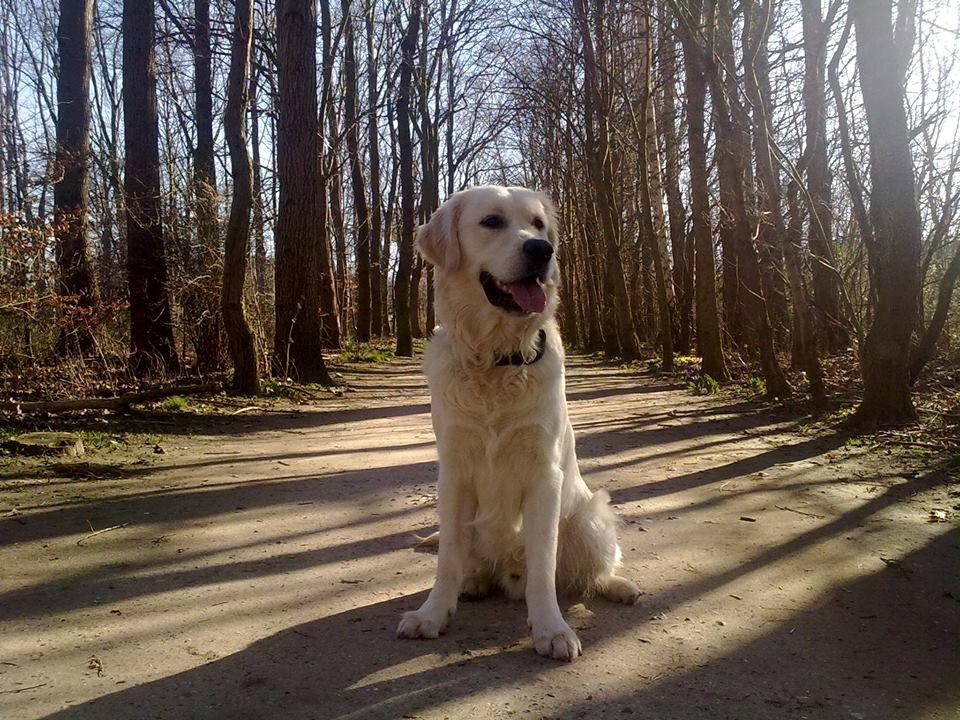 Golden retriever Manse billede 1