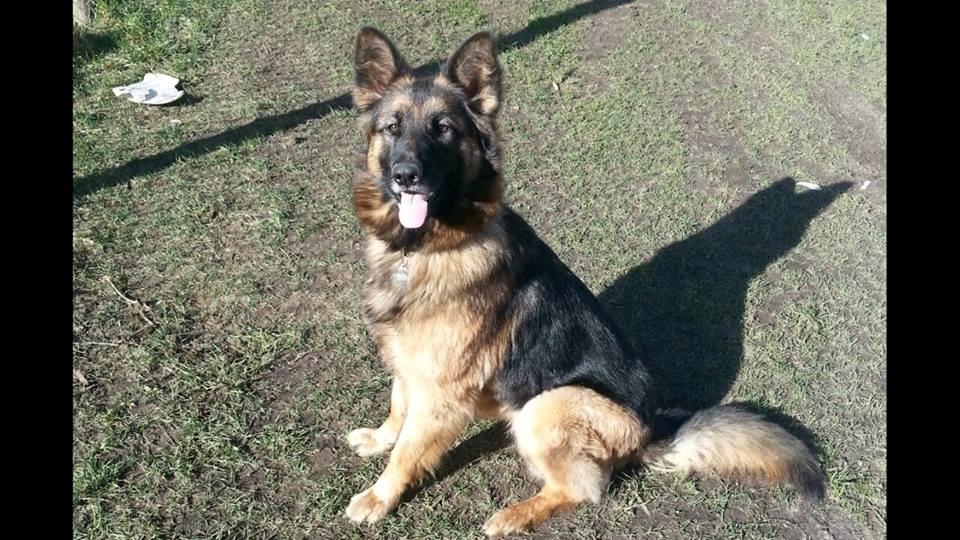 Schæferhund Sille død 2/3 2022  billede 5