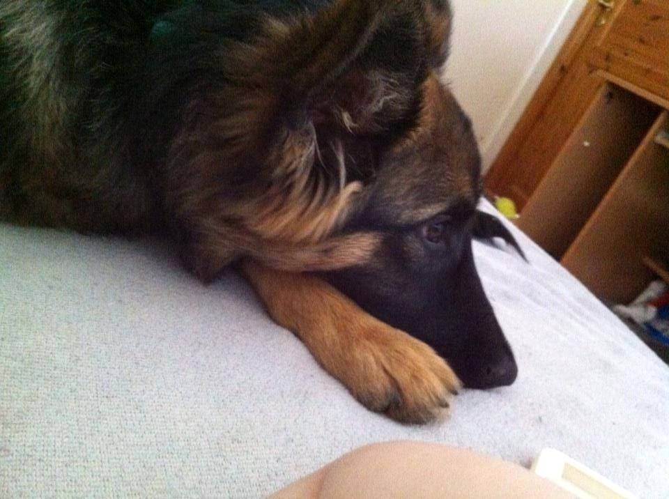 Schæferhund Sille død 2/3 2022  - Jeg er træt mor  billede 20