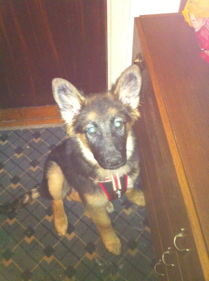 Schæferhund Sille død 2/3 2022  - Jeg er ved at være en stor hund nu  billede 21