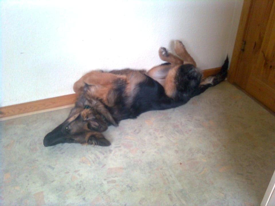 Schæferhund Sille død 2/3 2022  - Dase dase dase jeg er træt  billede 22
