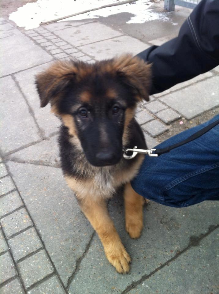 Schæferhund Sille død 2/3 2022  - Jeg er en lille hundehvalp  billede 23