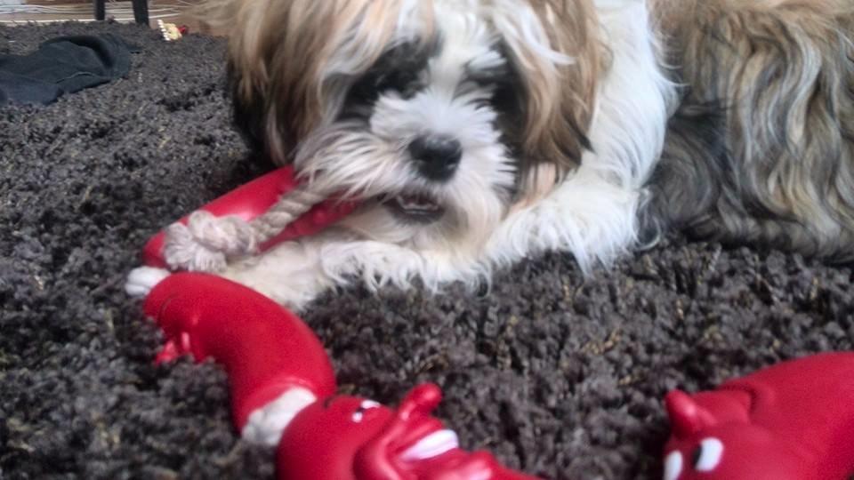 Shih tzu Hugo - Hugo med hans snor af pølser. billede 26