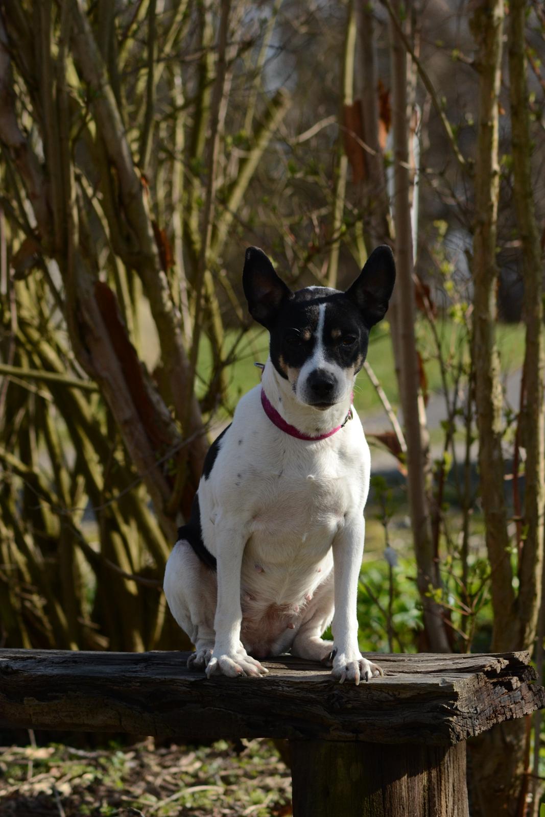 Dansk svensk gaardhund Freja billede 14