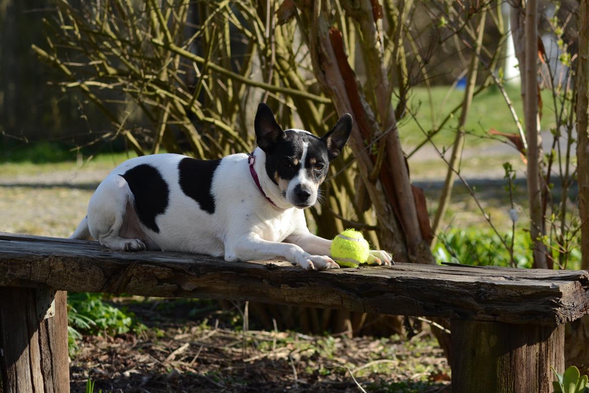 Dansk svensk gaardhund Freja billede 15