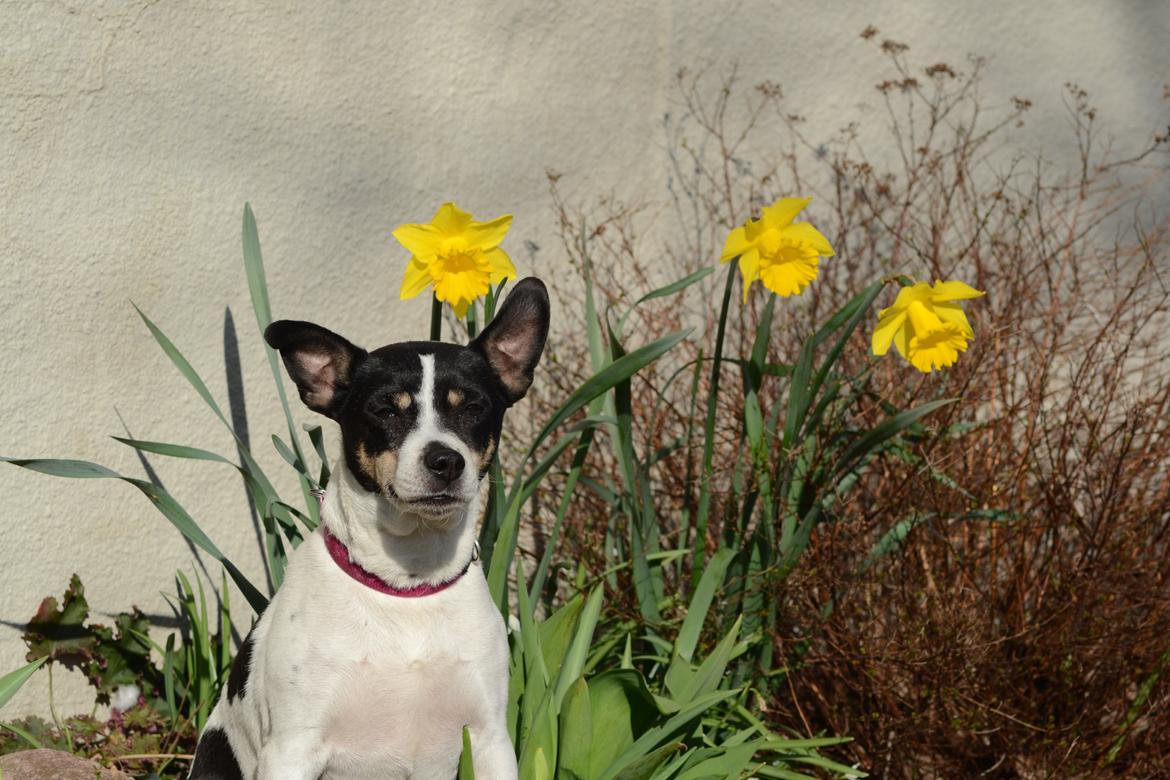 Dansk svensk gaardhund Freja billede 1