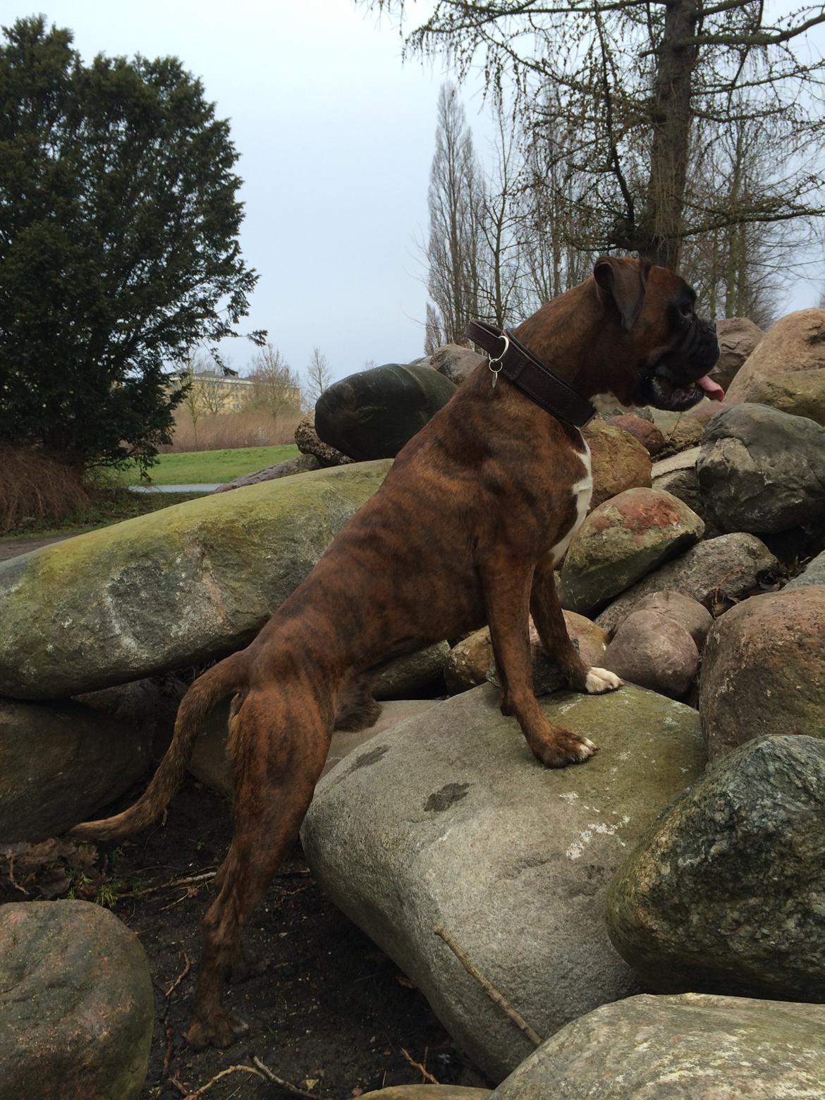 Boxer Hearts of Hope's High Roller (Levi) - Marts 2014 billede 22