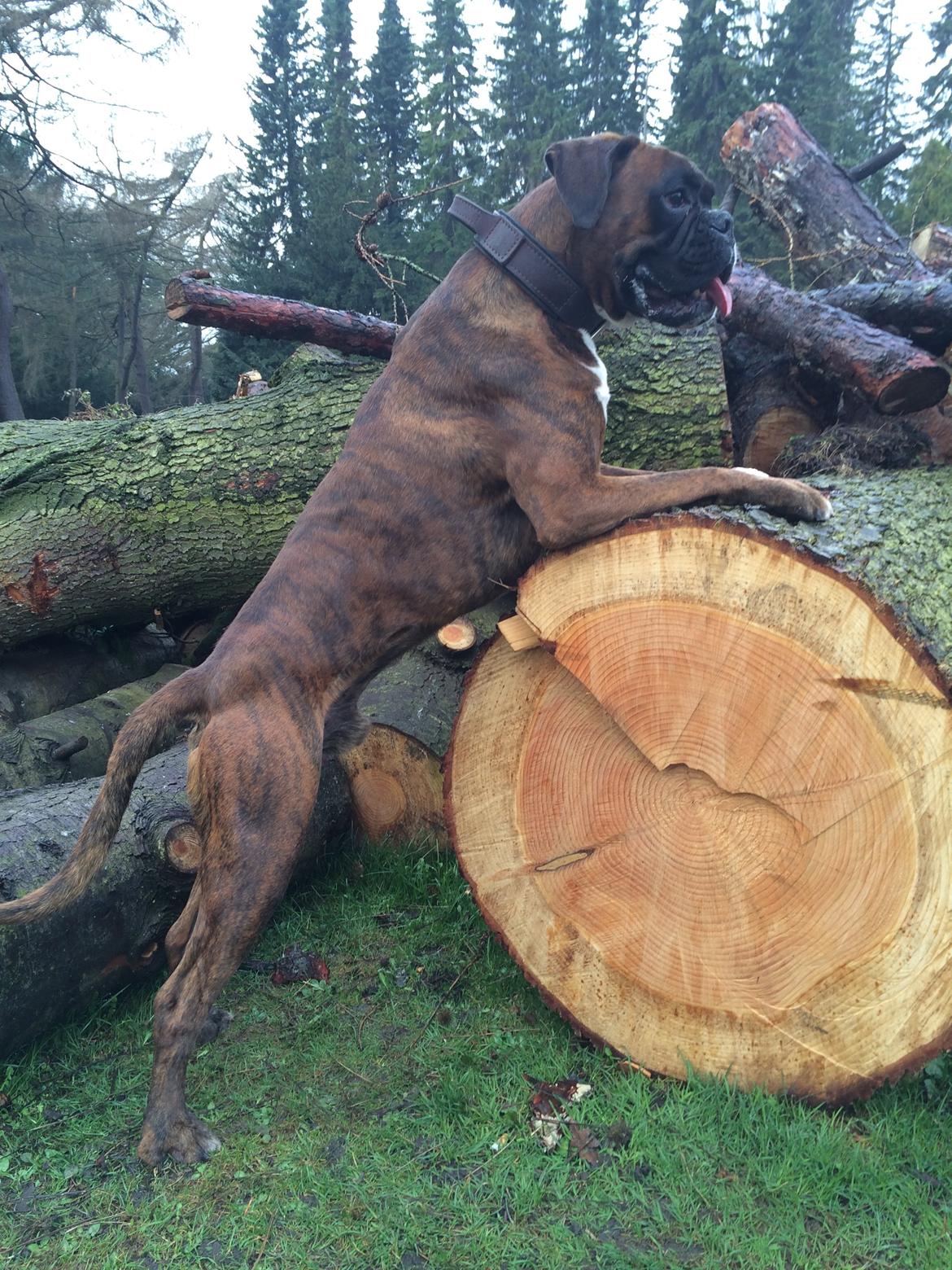 Boxer Hearts of Hope's High Roller (Levi) - Marts 2014 billede 1