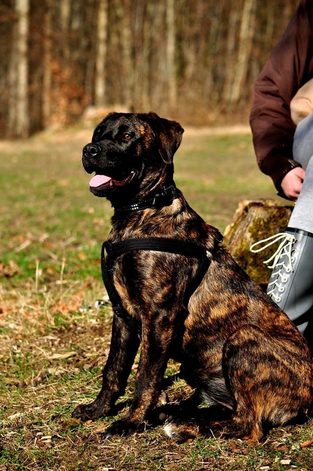 Rottweiler Blanding | Enya - FOTO: Chrisfotos billede 1