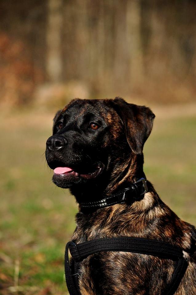 Rottweiler Blanding | Enya - FOTO: Chrisfotos billede 3