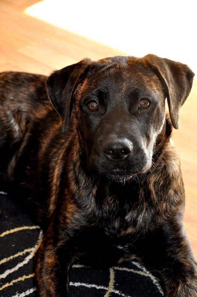 Rottweiler Blanding | Enya - FOTO: Chrisfotos billede 5