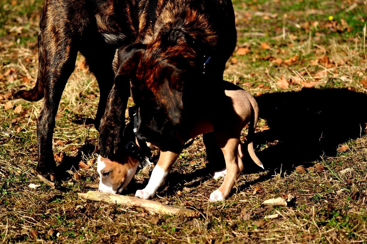 Rottweiler Blanding | Enya - Med lillesøter Eiwa - FOTO: Chrisfotos billede 4