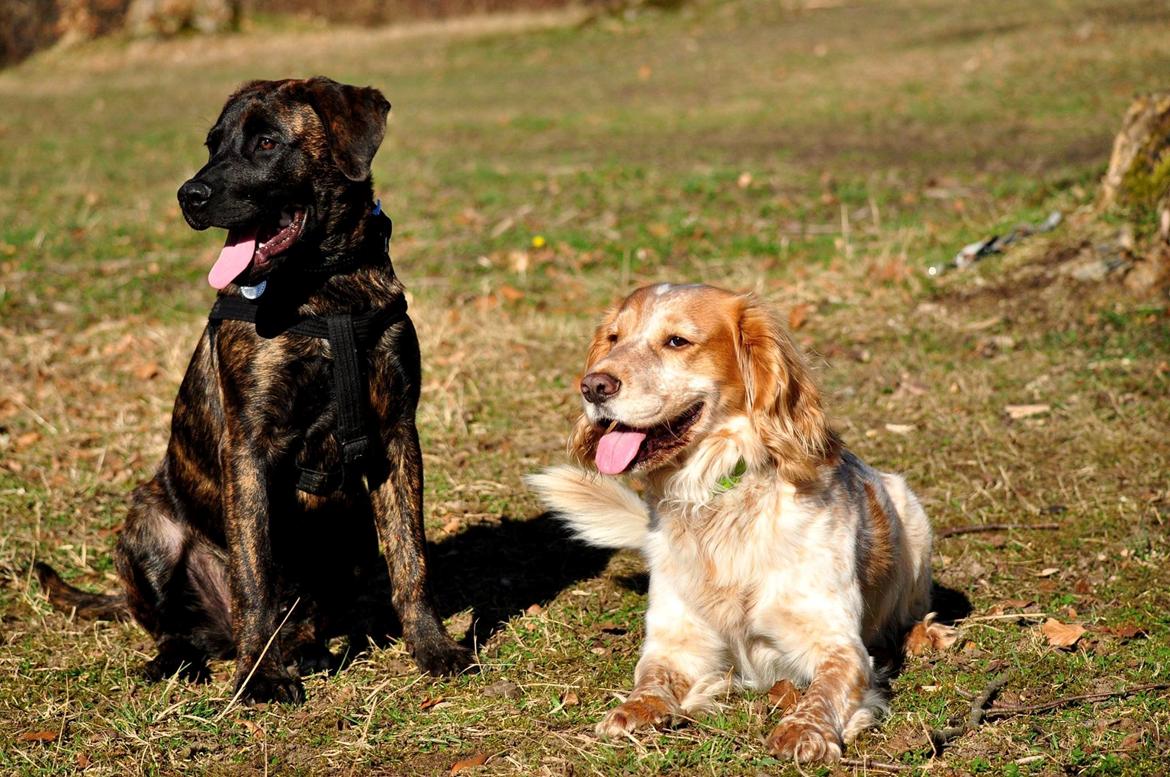 Rottweiler Blanding | Enya - Sammen med Onkel Mini Max - FOTO: Chrisfotos billede 7