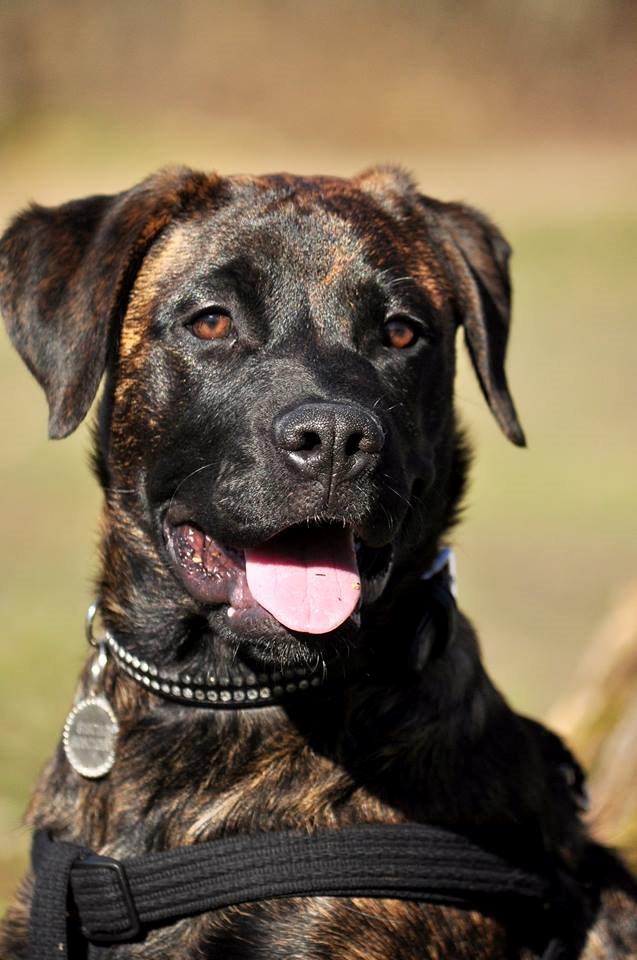 Rottweiler Blanding | Enya - FOTO: Chrisfotos billede 6