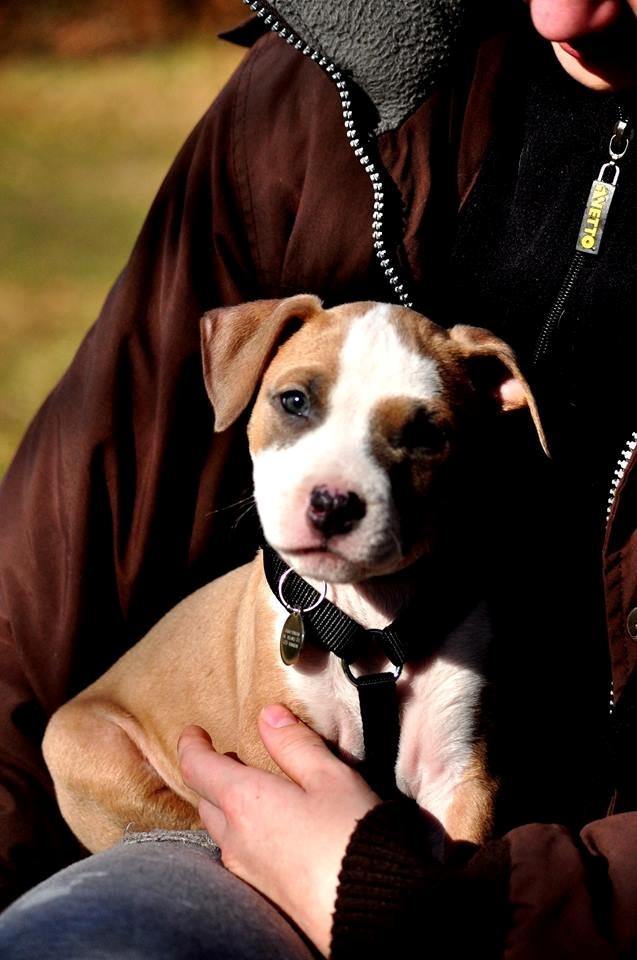 Staffordshire bull terrier Blanding | Eiwa billede 9