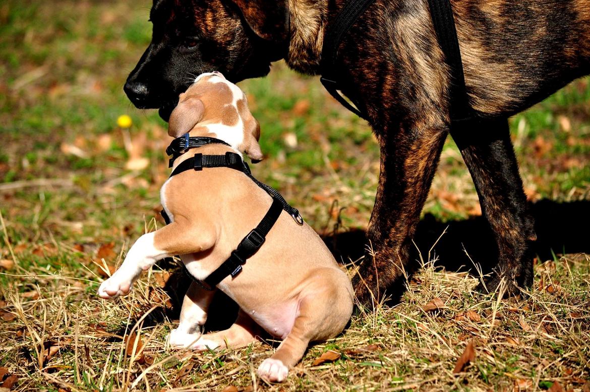 Staffordshire bull terrier Blanding | Eiwa billede 5