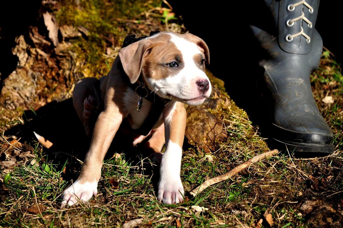 Staffordshire bull terrier Blanding | Eiwa billede 6