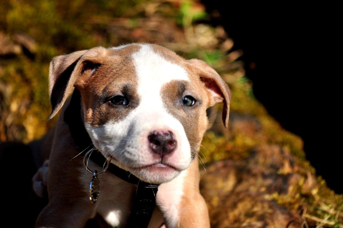 Staffordshire bull terrier Blanding | Eiwa billede 7