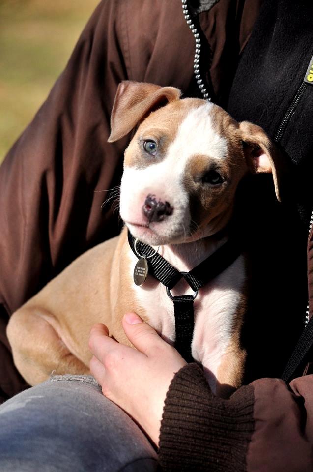 Staffordshire bull terrier Blanding | Eiwa billede 1