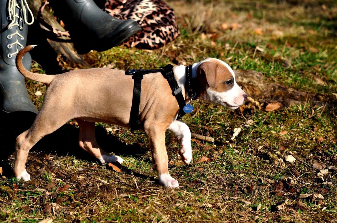 Staffordshire bull terrier Blanding | Eiwa billede 8