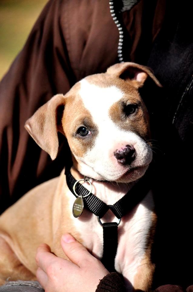 Staffordshire bull terrier Blanding | Eiwa billede 4