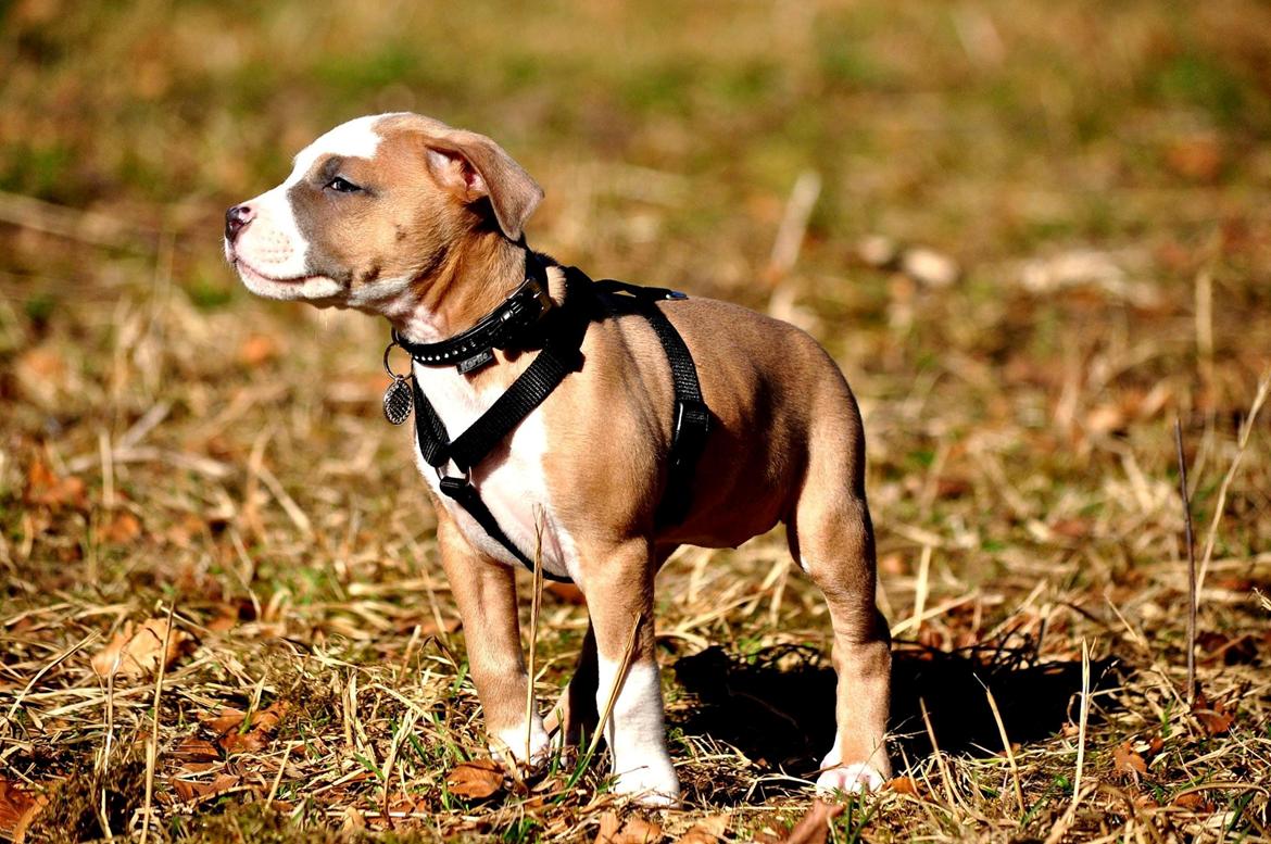 Staffordshire bull terrier Blanding | Eiwa billede 3