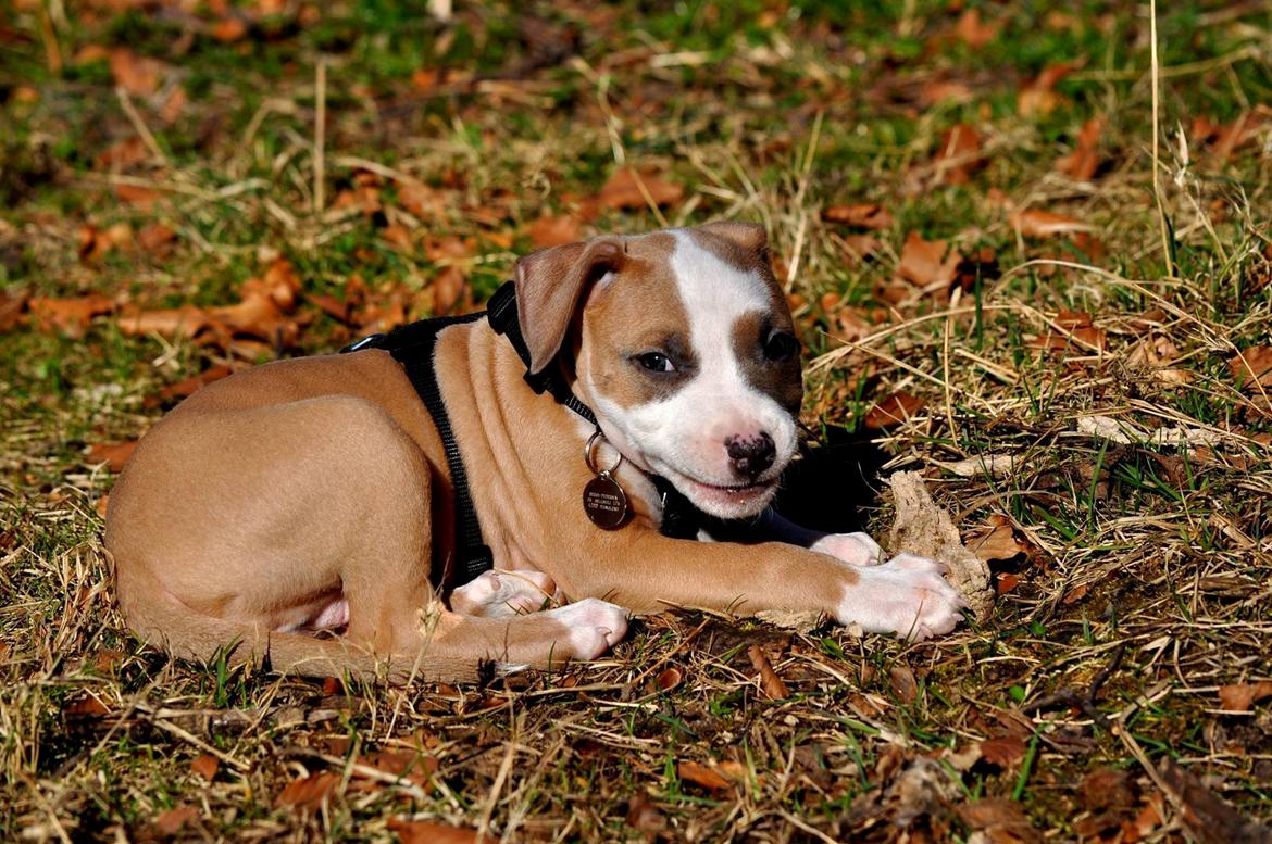 Staffordshire bull terrier Blanding | Eiwa billede 10