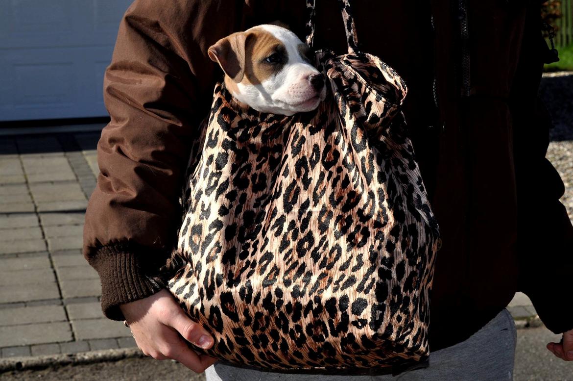 Staffordshire bull terrier Blanding | Eiwa billede 2