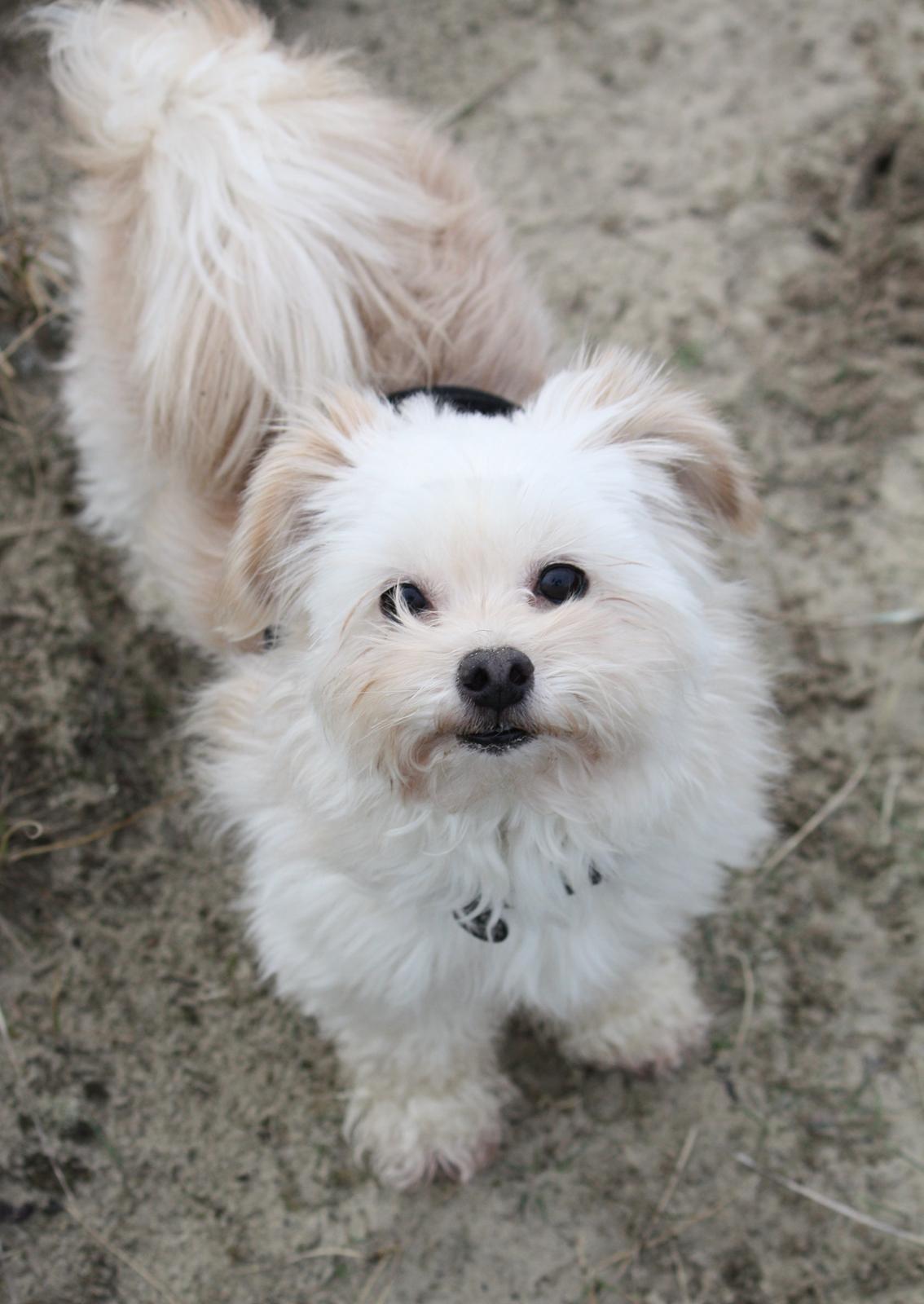 Blanding af racer Noah billede 14