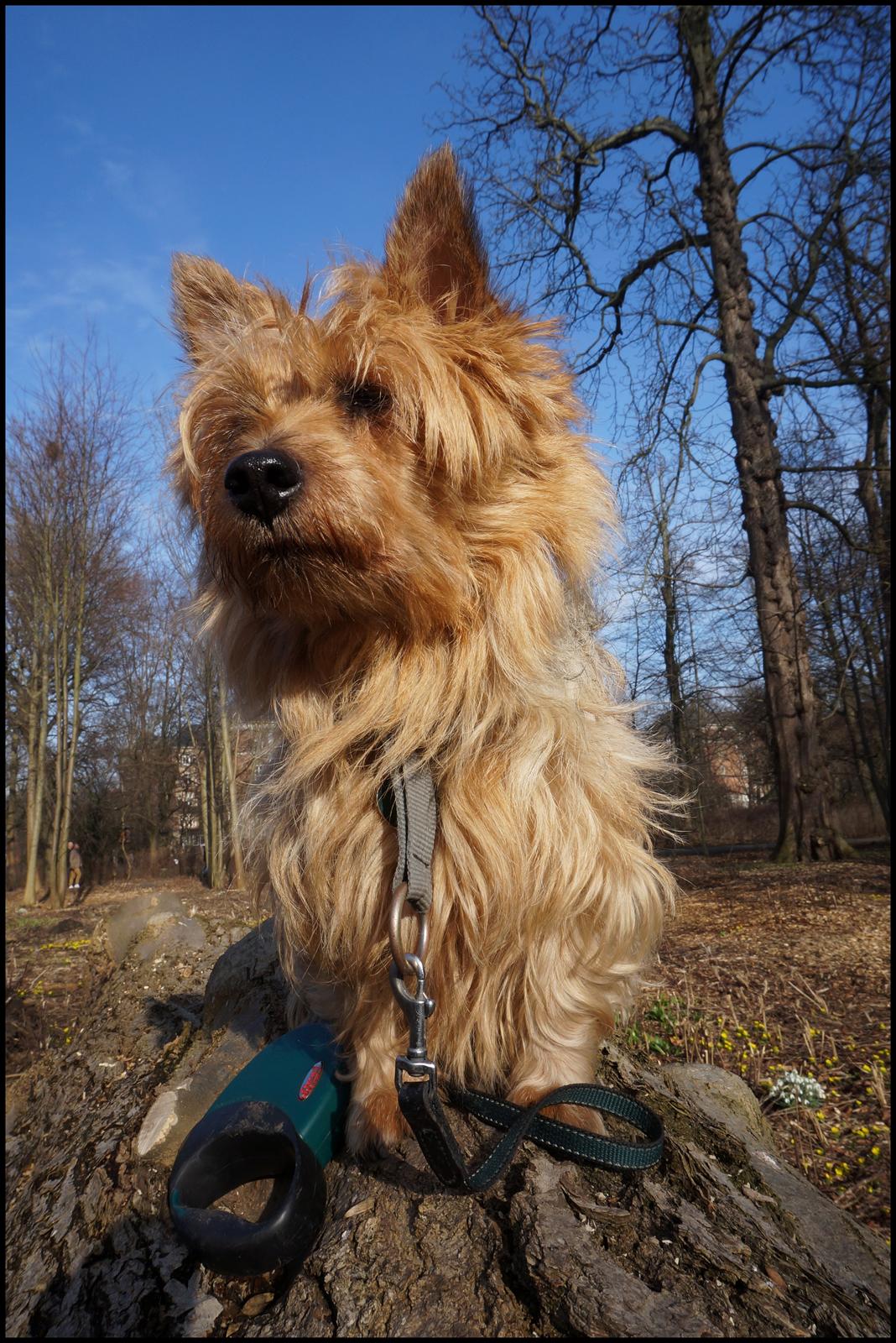 Australsk terrier Luka Min engel - Frederiksberg Have - Marts 2014 billede 2